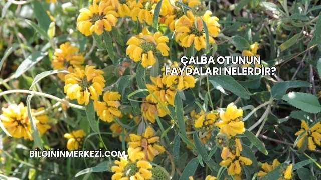 Çalba Otunun Faydaları Nelerdir?