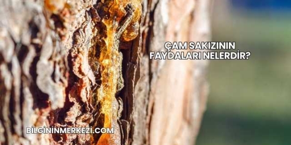 Çam Sakızının Faydaları Nelerdir?