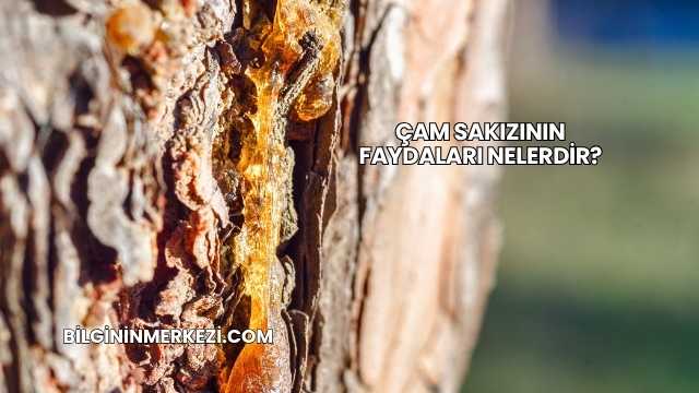 Çam Sakızının Faydaları Nelerdir?