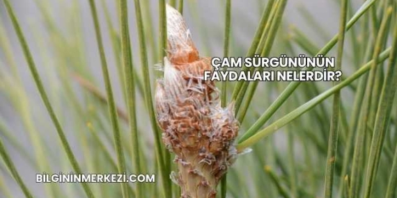 Çam Sürgününün Faydaları Nelerdir?