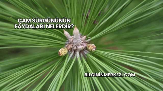 Çam Sürgününün Faydaları Nelerdir?