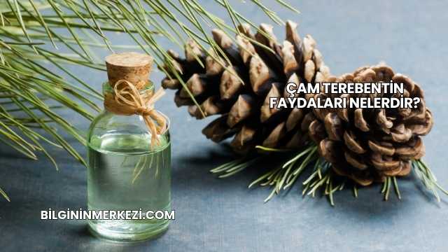 Çam Terebentin Faydaları Nelerdir?