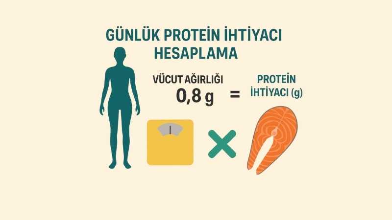 Günlük Protein İhtiyacı Hesaplama