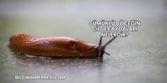 Sümüklü Böceğin Cilde Faydaları Nelerdir?