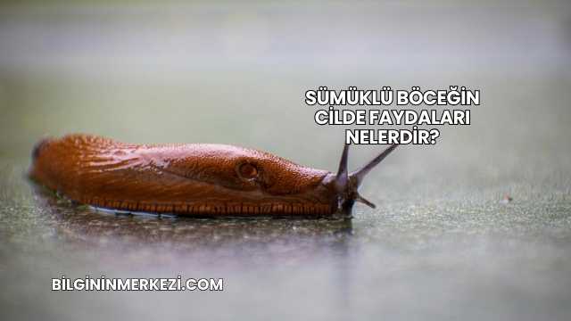 Sümüklü Böceğin Cilde Faydaları Nelerdir?