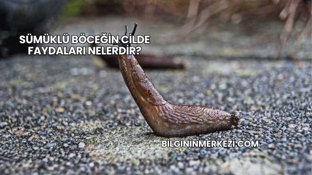 Sümüklü Böceğin Cilde Faydaları Nelerdir?