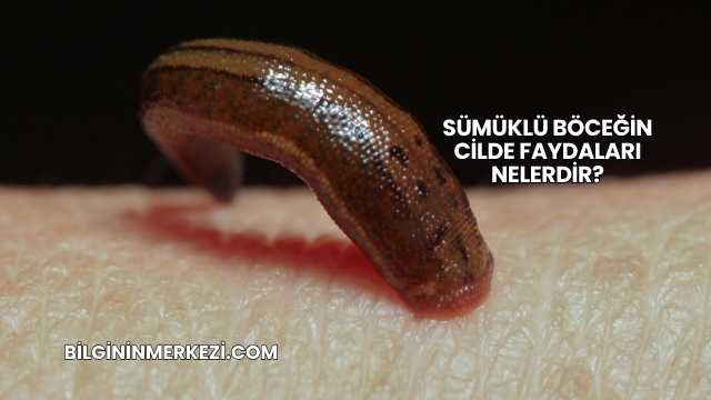 Sümüklü Böceğin Cilde Faydaları Nelerdir?