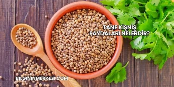 Tane Kişniş Faydaları Nelerdir?