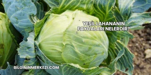 Yeşil Lahananın Faydaları Nelerdir?