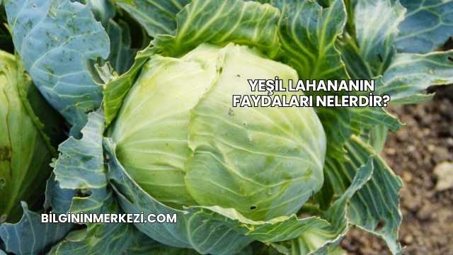 Yeşil Lahananın Faydaları Nelerdir?