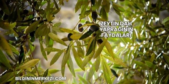 Zeytin Dalı Yaprağının Faydaları