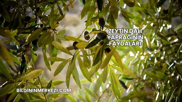 Zeytin Dalı Yaprağının Faydaları