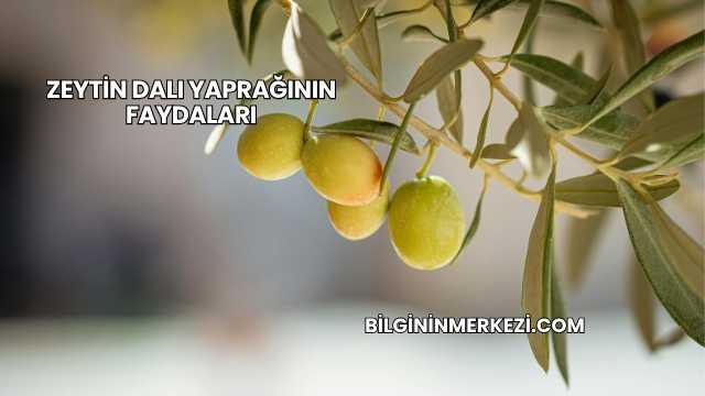 Zeytin Dalı Yaprağının Faydaları