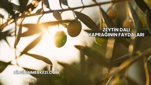 Zeytin Dalı Yaprağının Faydaları