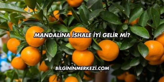 Mandalina İshale İyi Gelir mi?