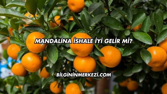Mandalina İshale İyi Gelir mi?