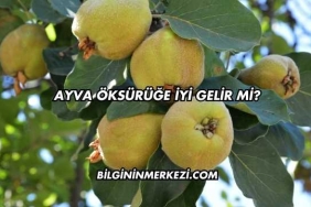 Ayva Öksürüğe İyi Gelir mi?