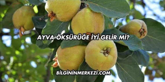 Ayva Öksürüğe İyi Gelir mi?