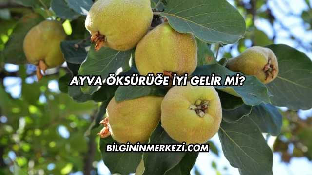Ayva Öksürüğe İyi Gelir mi?