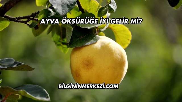 Ayva Öksürüğe İyi Gelir mi?