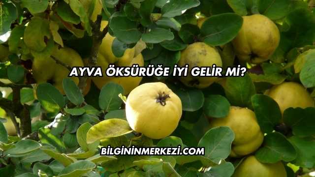 Ayva Öksürüğe İyi Gelir mi?