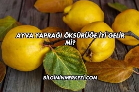 Ayva Yaprağı Öksürüğe İyi Gelir mi?