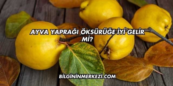 Ayva Yaprağı Öksürüğe İyi Gelir mi?