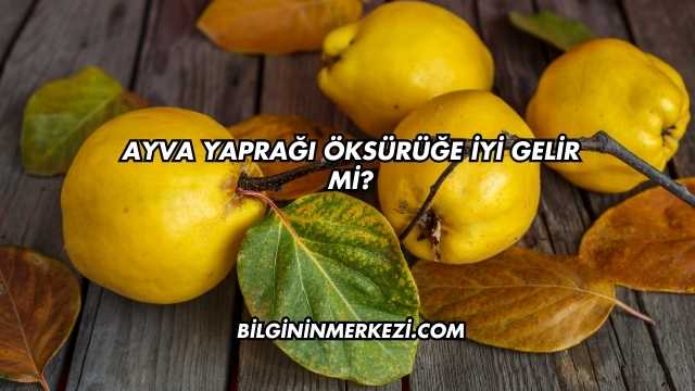 Ayva Yaprağı Öksürüğe İyi Gelir mi?