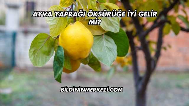 Ayva Yaprağı Öksürüğe İyi Gelir mi?