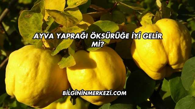 Ayva Yaprağı Öksürüğe İyi Gelir mi?