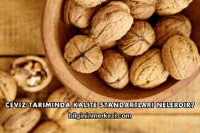 Ceviz Tarımında Kalite Standartları Nelerdir?