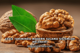 Ceviz Tarımında Modern Sulama Sistemleri Nelerdir?