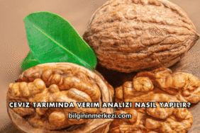 Ceviz Tarımında Verim Analizi Nasıl Yapılır?