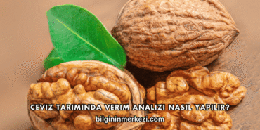 Ceviz Tarımında Verim Analizi Nasıl Yapılır?