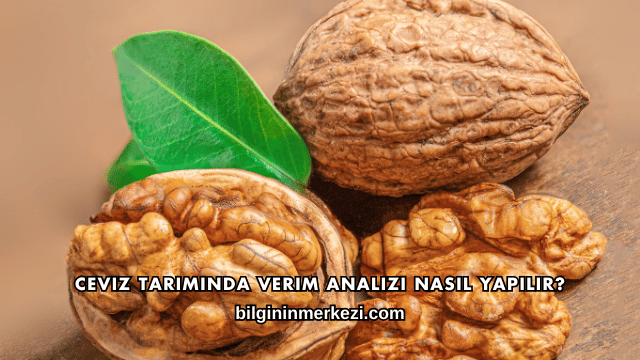 Ceviz Tarımında Verim Analizi Nasıl Yapılır?