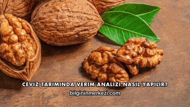 Ceviz Tarımında Verim Analizi Nasıl Yapılır?