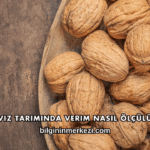 Ceviz Tarımında Verim Nasıl Ölçülür?
