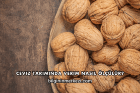 Ceviz Tarımında Verim Nasıl Ölçülür?