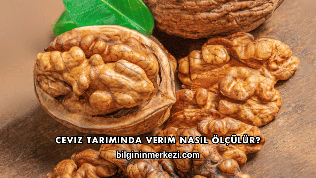 Ceviz Tarımında Verim Nasıl Ölçülür?
