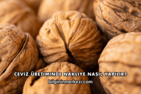Ceviz Üretiminde Nakliye Nasıl Yapılır?