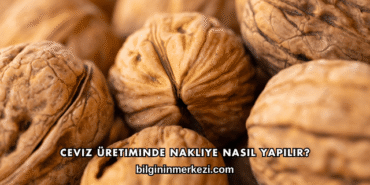 Ceviz Üretiminde Nakliye Nasıl Yapılır?