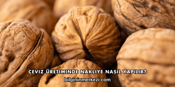 Ceviz Üretiminde Nakliye Nasıl Yapılır?