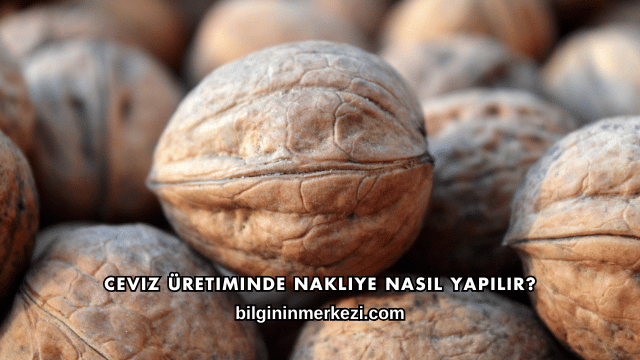 Ceviz Üretiminde Nakliye Nasıl Yapılır?