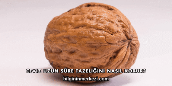 Ceviz Uzun Süre Tazeliğini Nasıl Korur?